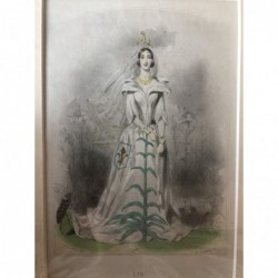 Lilie - Stahlstich, 1850