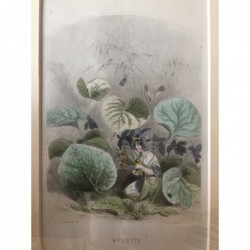 Veilchen - Stahlstich, 1850