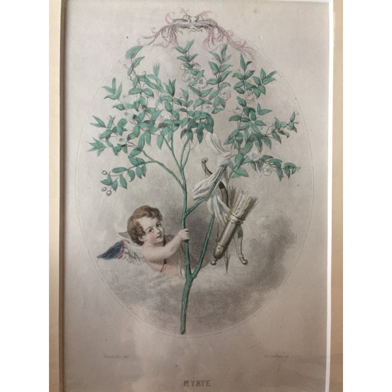 Myrte - Stahlstich, 1850