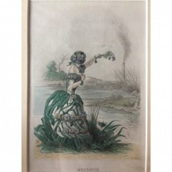 Vergißmeinnicht - Stahlstich, 1850