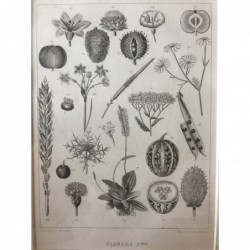 Div. Pflanzenformen - Stahlstich, 1850
