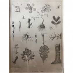 Div. Pflanzenformen - Stahlstich, 1850