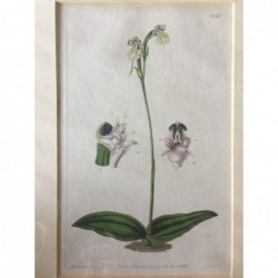Orchidee - Kupferstich, 1837