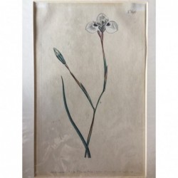 Orchidee - Kupferstich, 1803
