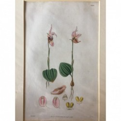 Orchidee - Kupferstich, 1827