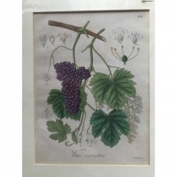 Wein - Kupferstich, 1833