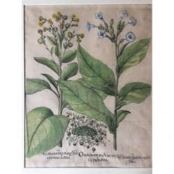 Tabak - Kupferstich, 1612