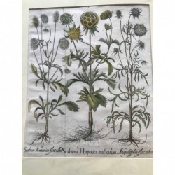 Skabiose - Kupferstich, 1613