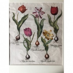 Tulpe - Kupferstich, 1614