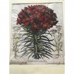 Feuerlilie - Kupferstich, 1713