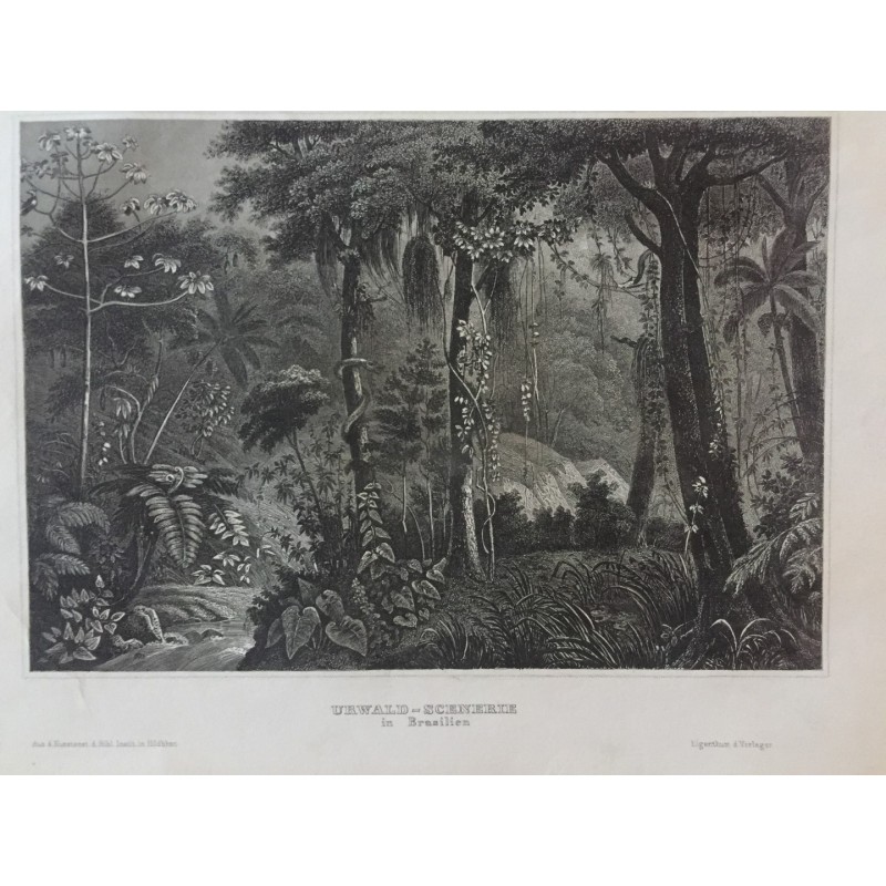 Brasilien: Urwaldscenerie - Stahlstich, 1860