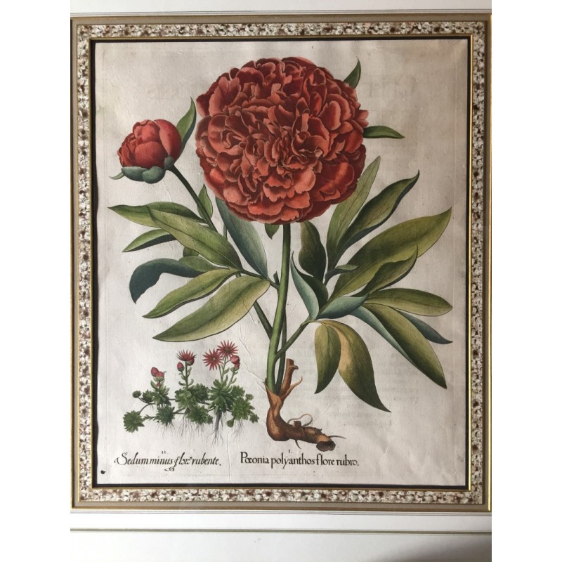 Paeonia polyanthos flore rubro - Pfingstrose - Kupferstich, 1613