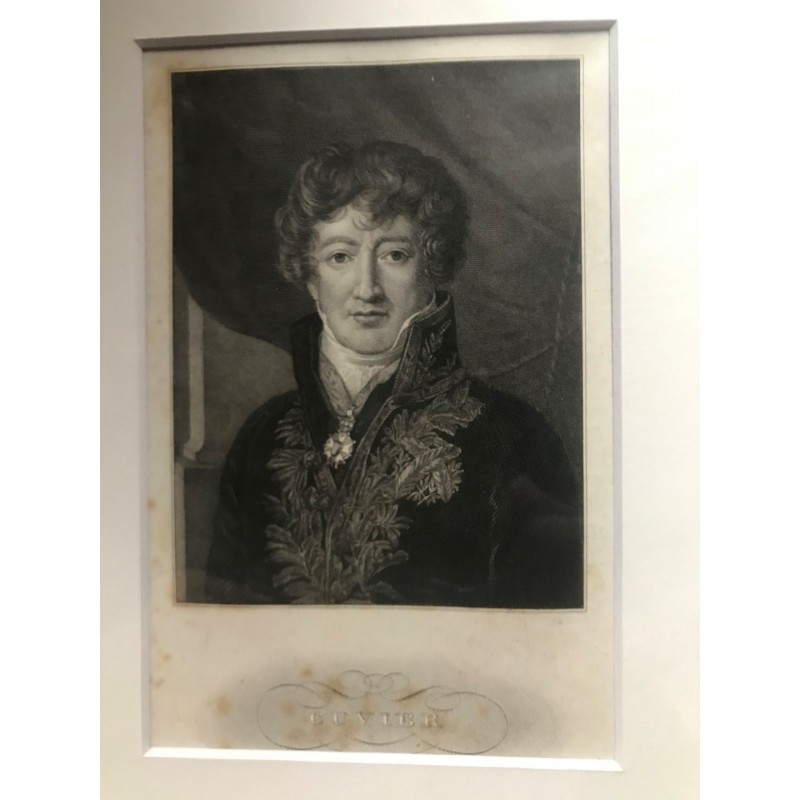 Cuvier - Stahlstich, 1850