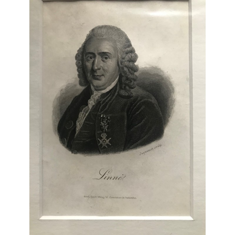 Linné - Stahlstich, 1850